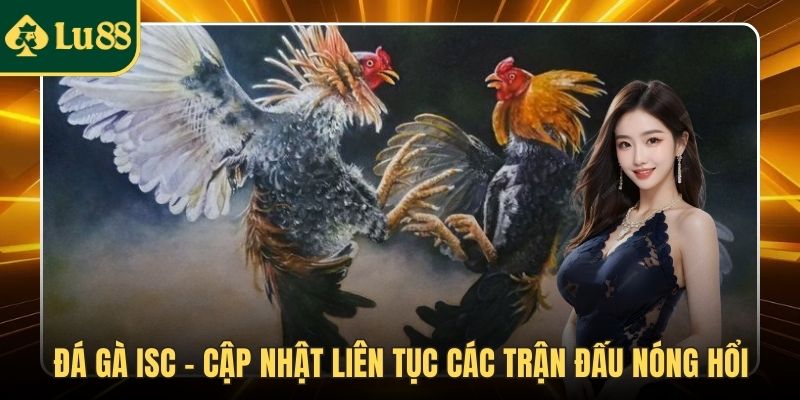 Đá gà ISC