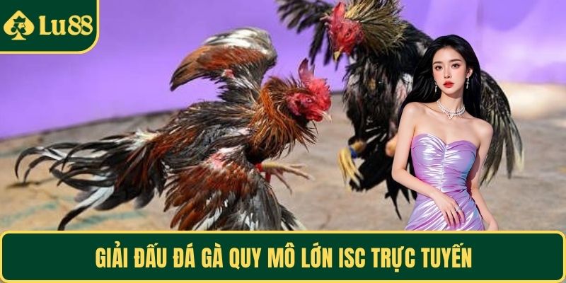Giải đấu đá gà quy mô lớn ISC trực tuyến