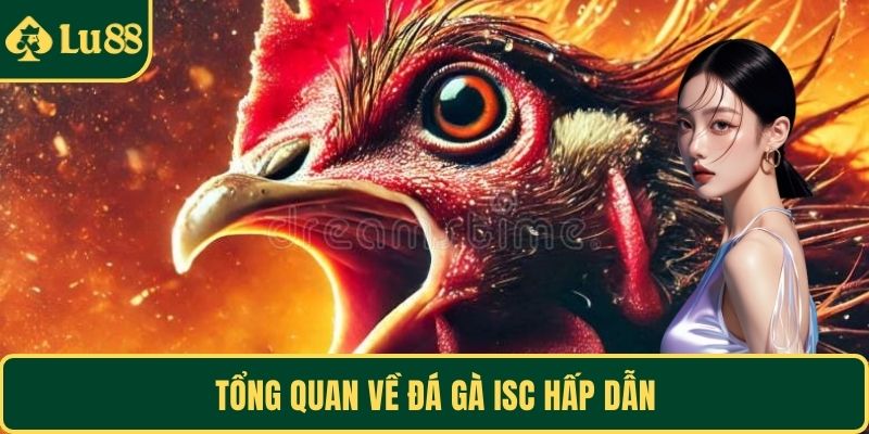 Tổng quan về đá gà ISC hấp dẫn